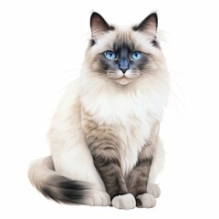 Fototapeta premium Beautiful Ragdoll Cat Illustration with Striking Blue Eyes â€“ Ideal for Pet Lovers, Decor, and Educational Material