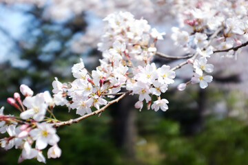 Close-Up of Delicate Cherry Blossoms in Full Bloom, Capturing the Soft Pink Petals Against a Blurred Background. The Image Highlights the Beauty and Fragility of Sakura Flowers, Spring Time