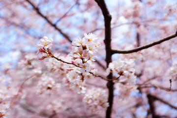 Close-Up of Delicate Cherry Blossoms in Full Bloom, Capturing the Soft Pink Petals Against a Blurred Background. The Image Highlights the Beauty and Fragility of Sakura Flowers, Spring Time