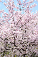 Expansive View of a Cherry Blossom Tree Laden with Pink and White Blooms, Set Against a Clear Sky. The Stunning Image Captures the Lushness and Abundance of Sakura in Full Bloom