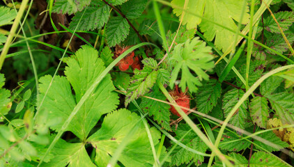Wild raspberry in high altitude forest