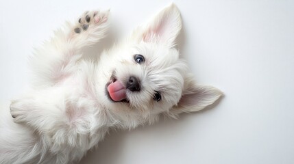 Obraz premium Playful West Highland White Terrier Puppy with Big Eyes and Tongue Sticking Out in Funny Pose on White Background - View from Above