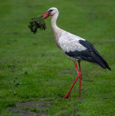 White Stork (Ciconia ciconia) Collecting Nesting Material