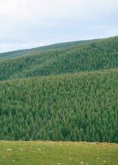 Pine plantation in New Zealand