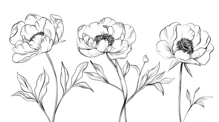 Three Elegant Peony Flowers in a Black and White Line Drawing