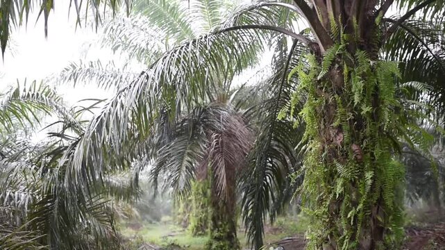 Rain falling on a palm oil plantation area