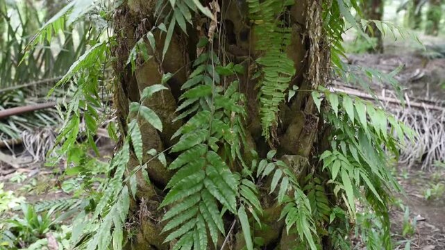 Nephrolepis weeds on palm oil trunk