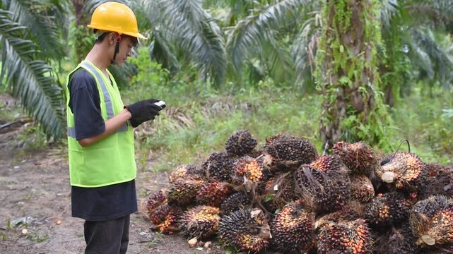 Slow motion of Asian Palm Oil Farmer checking a data at his tablet