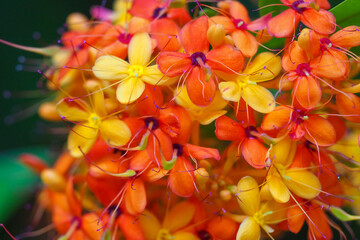 Obraz premium Beautiful golden orange macro photo