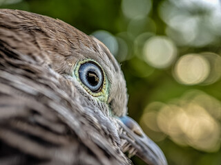 Turtledove in the wild. Extreme close-up of a beautiful bird's head with bokeh background