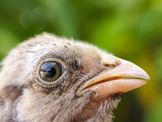 Portrait of a frightened chick. Close-up on a bokeh green background.