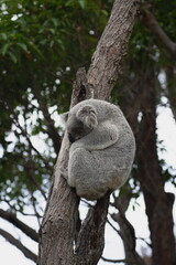 koala in tree