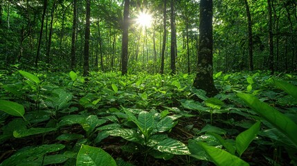 Fototapeta premium Nature conservation in lush forest, reforestation project, restoring ecosystems, growing trees, vibrant foliage, environmental protection, thriving biodiversity, sustainable forest management,