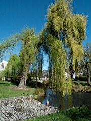 Majestic weeping Willow tree on Avon River Christchurch