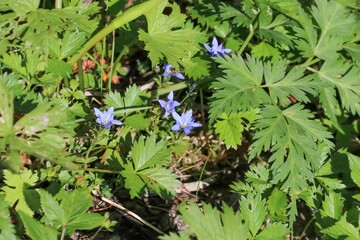 ミヤマリン夏の木曽駒ケ岳に咲く花。ミヤマリンドウ。