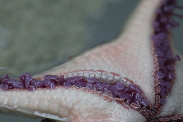 Close up of Starfish