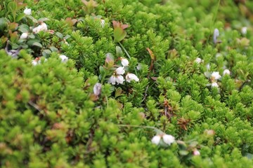 夏の木曽駒ケ岳に咲く花。ツガザクラ。