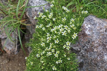 夏の木曽駒ケ岳に咲く花。タカネツメクサ。