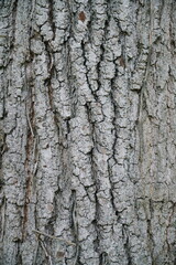 Tree bark textured background with cracks and rough edges. Organic rustic texture from nature. 