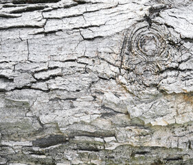Tree bark textured background with cracks and rough edges. Organic rustic texture from nature.