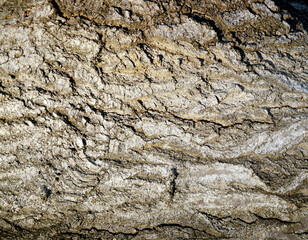 Tree bark textured background with cracks and rough edges. Organic rustic texture from nature.