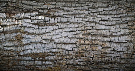 Tree bark textured background with cracks and rough edges. Organic rustic texture from nature.
