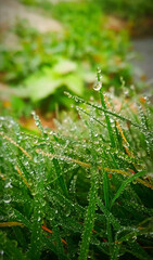 Dew Drops on Grass. Dew Drops Grace the Morning Grass. Grass and Dew Nature’s Perfect Morning