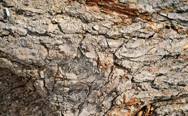 Tree bark textured background with cracks and rough edges. Organic rustic texture from nature.