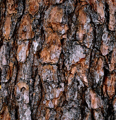 Tree bark textured background with cracks and rough edges. Organic rustic texture from nature.