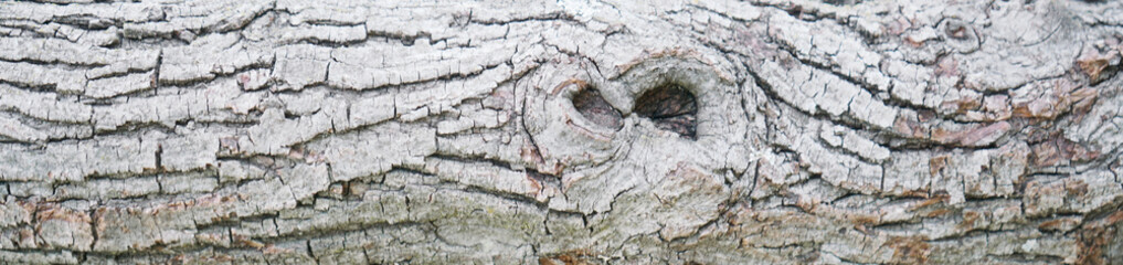 Tree bark textured background with cracks and rough edges. Organic rustic texture from nature.