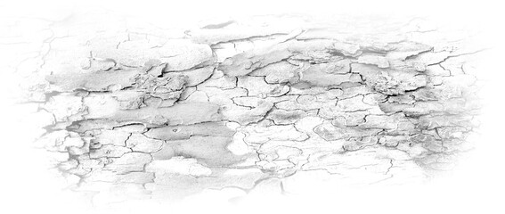 Tree bark textured background with cracks and rough edges. Organic rustic texture from nature.