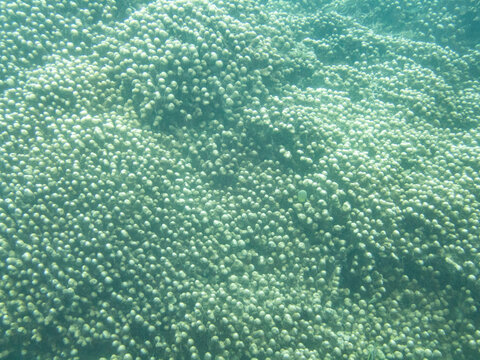 Pavona clavus