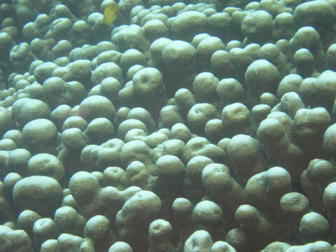 Pavona clavus