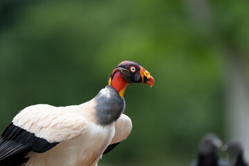 King Vulture close up