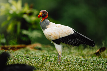 King Vulture