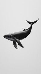 Whale isolated on white background
