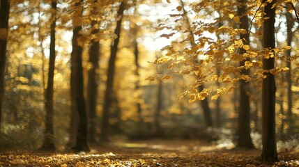 Obraz premium Golden Leaves and Sunbeams in an Autumn Forest