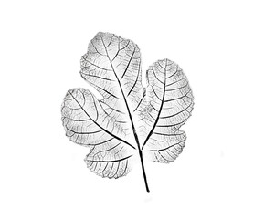 Obraz premium Black and white fig leaf print stamp of botanical illustration. Plain leaf sketched art on plain white background
