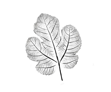 recommend clip art: Black and white fig leaf print stamp of botanical illustration. Plain leaf sketched art on plain white background