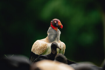 King Vulture