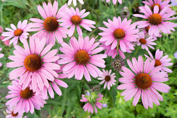 Obraz premium 花盛りのエキナセア