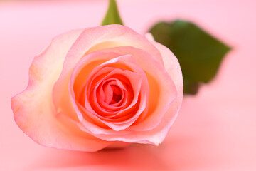 beautiful pastel rose flower on pink background, valentine day