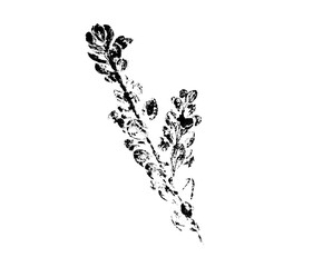 Black and white leaf print stamp of botanical illustration. Plain leaf sketched art on plain white...