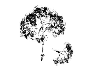 Black and white floral leaf print stamp of flower hydrangea illustration with broken stem or...
