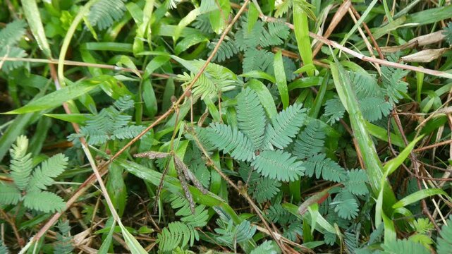 Mimosa pudica reacting by folding up and shrinking away when stimulated by a finger. Touch me not plant or putri malu, sensitive plant