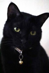 A close-up photo of a black cat with bright green eyes and a silver bell collar. The cat is looking directly at the camera with a curious expression.
