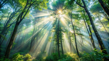Ethereal dawn light filtering through a dense forest canopy , nature, sunlight, trees, morning, peaceful, tranquil, serene, foliage