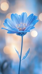 Blue flower in soft bokeh background, elegant beauty. Nature and tranquility concept