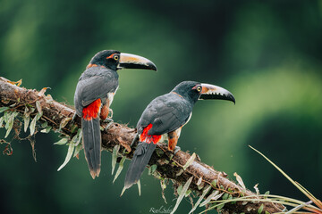 aracari