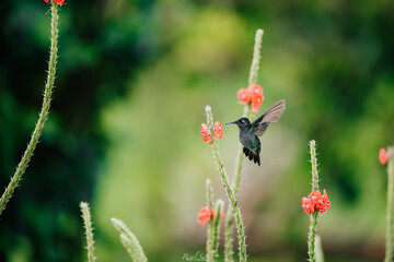 hummingbirds